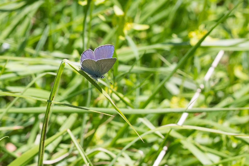 Licenide da identificare